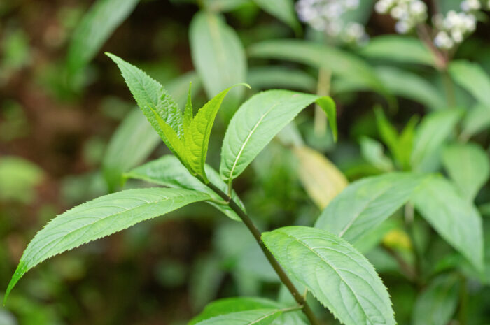 Anti-febrile Dichroa (Chinese Quinine) Hydrangea febrifuga