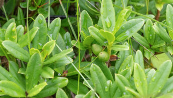 Sikkim plant (Daphne)