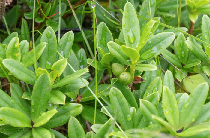 Sikkim plant (Daphne)