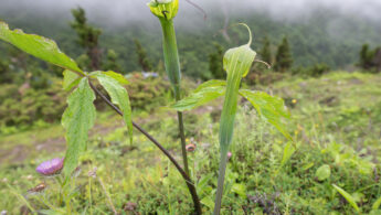 Jacquemont's Cobra Lily (Arisaema jacquemontii)