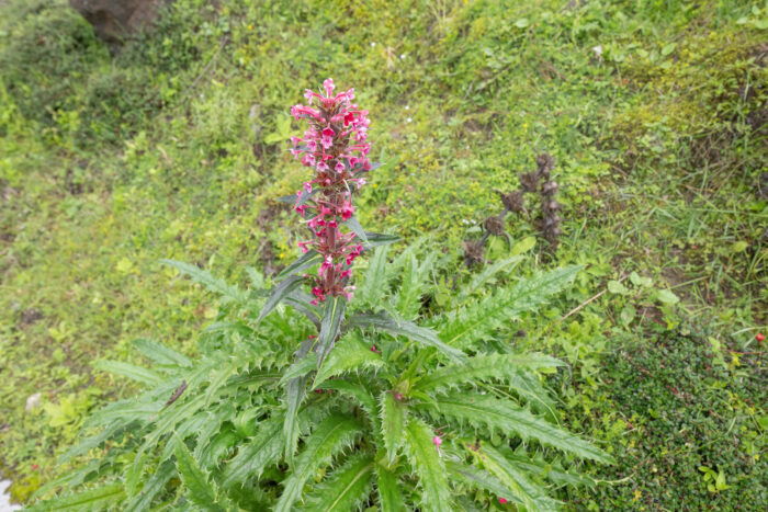 Himalayan Whorlflower (Morina longifolia)