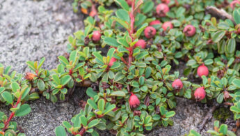 Sikkim plant (Cotoneaster)