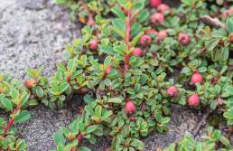 Sikkim plant (Cotoneaster)