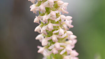 Gymnadenia orchidis