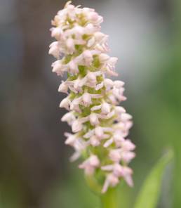 Gymnadenia orchidis