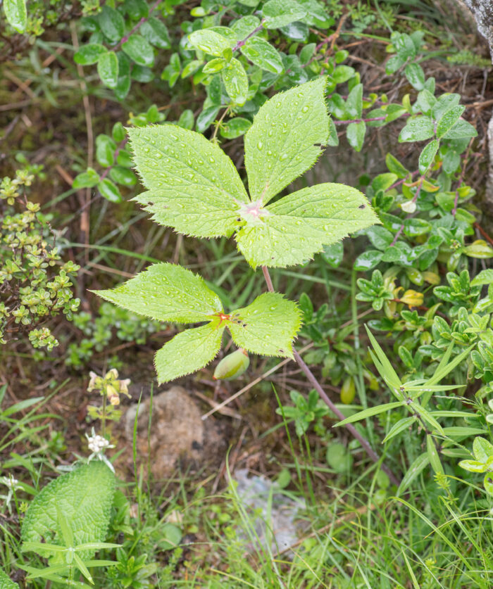 Himalayan Mayapple (Podophyllum hexandrum)