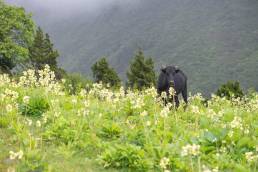 A cow in a field of Sikkim cowslips