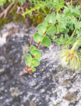 Sikkim plant (Rhodiola)