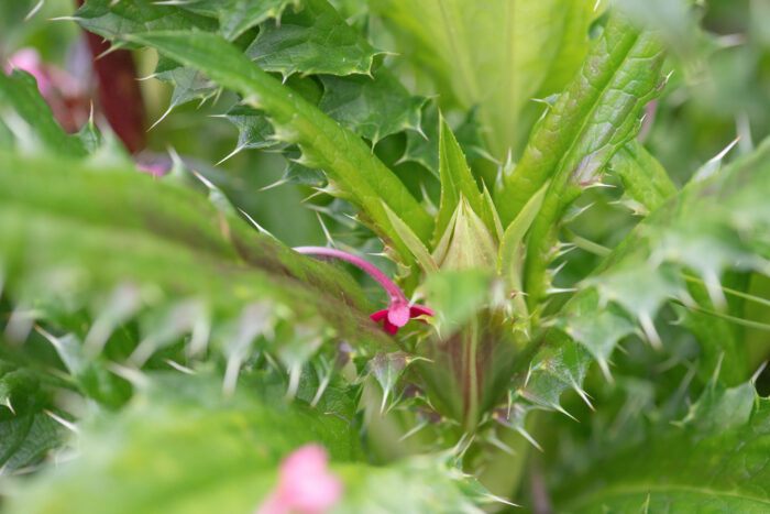 Himalayan Whorlflower (Morina longifolia)