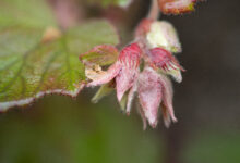 Rubus treutleri