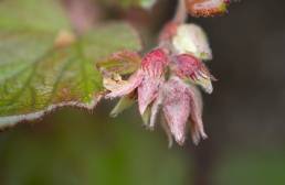 Rubus treutleri