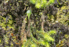 Sikkim plant (Lycopodiaceae)
