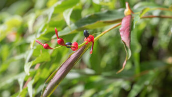 Sikkim plant (Zingiberaceae)