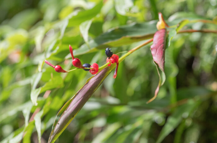 Sikkim plant (Zingiberaceae)