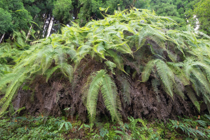 Diplopterygium giganteum