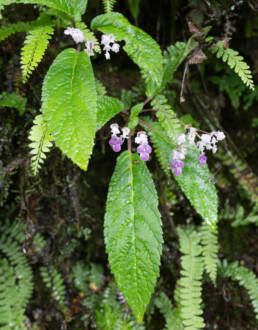 Sikkim plant (Didymocarpus)