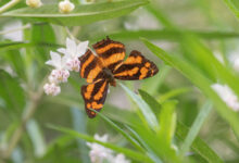 Sikkim butterfly (Symbrenthia)