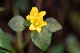 Dense-flowered Loosestrife (Lysimachia congestiflora)