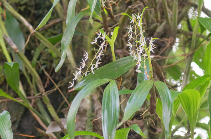 Sikkim plant (Otochilus)