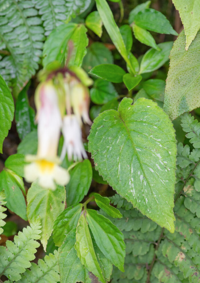 Sikkim plant (Henckelia)