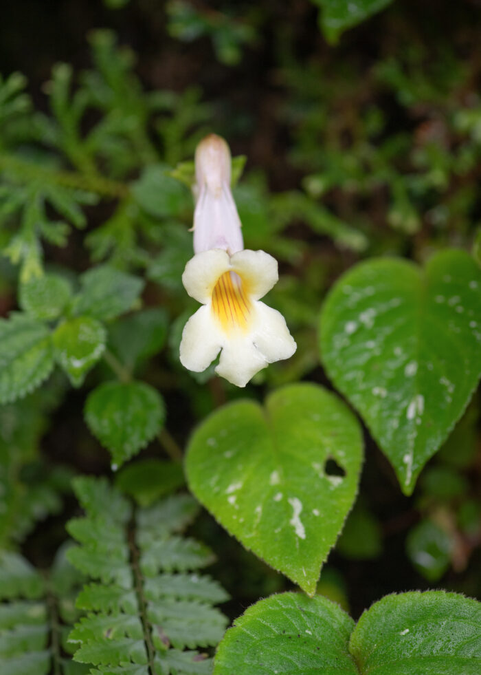Sikkim plant (Henckelia)