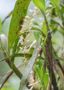 Sikkim plant (Otochilus)