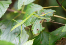 Sikkim insect (Tenodera)