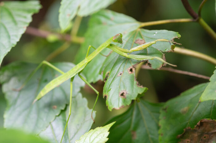 Sikkim insect (Tenodera)