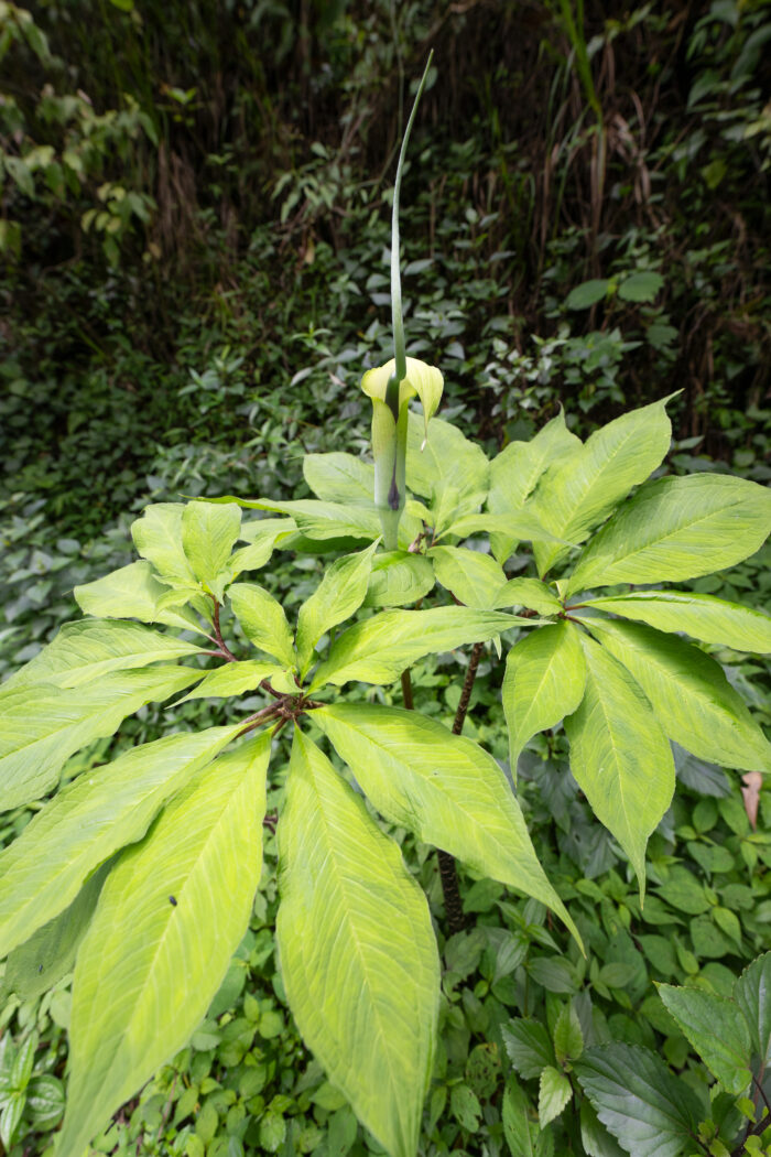 Whipcord Cobra Lily (Arisaema tortuosum)
