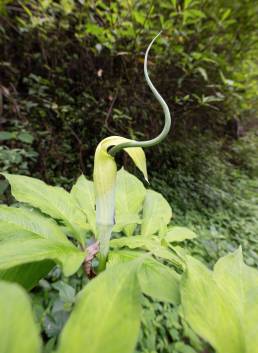 Whipcord Cobra Lily (Arisaema tortuosum)