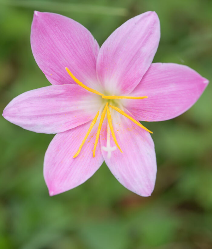 Rose Pink Zephyr Lily (Zephyranthes carinata)
