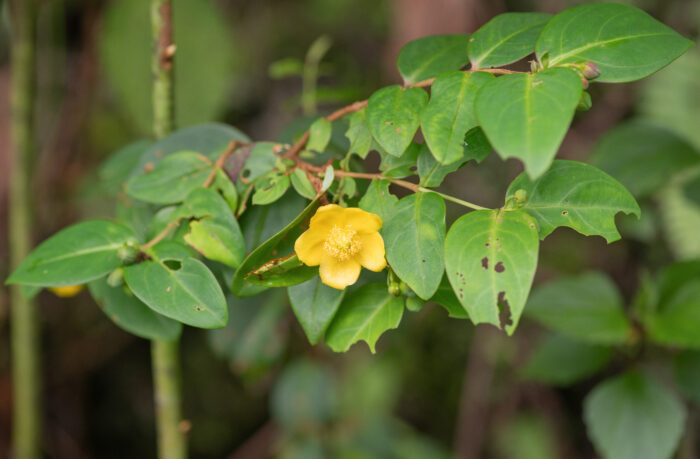 Sikkim plant (Hypericum)