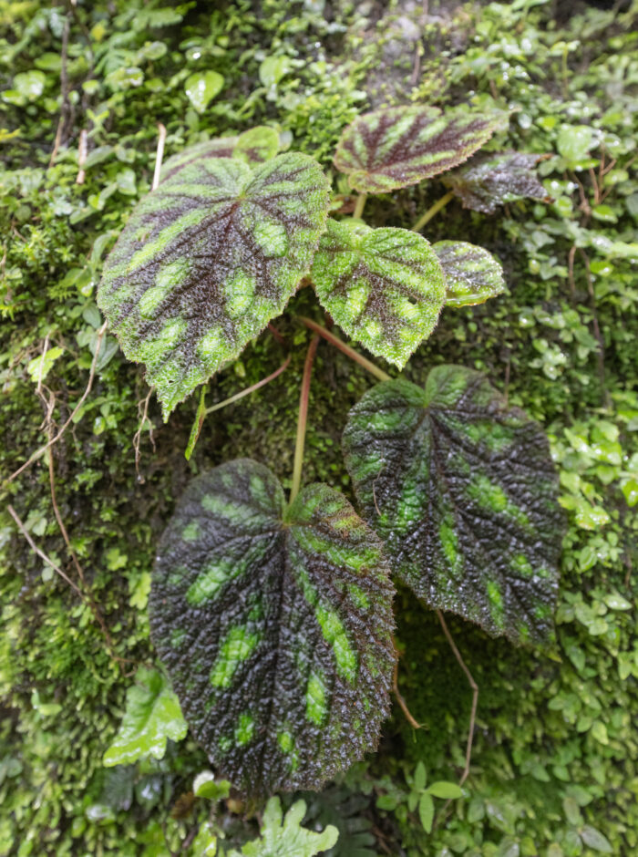 Painted Leaf Begonia (Begonia picta)