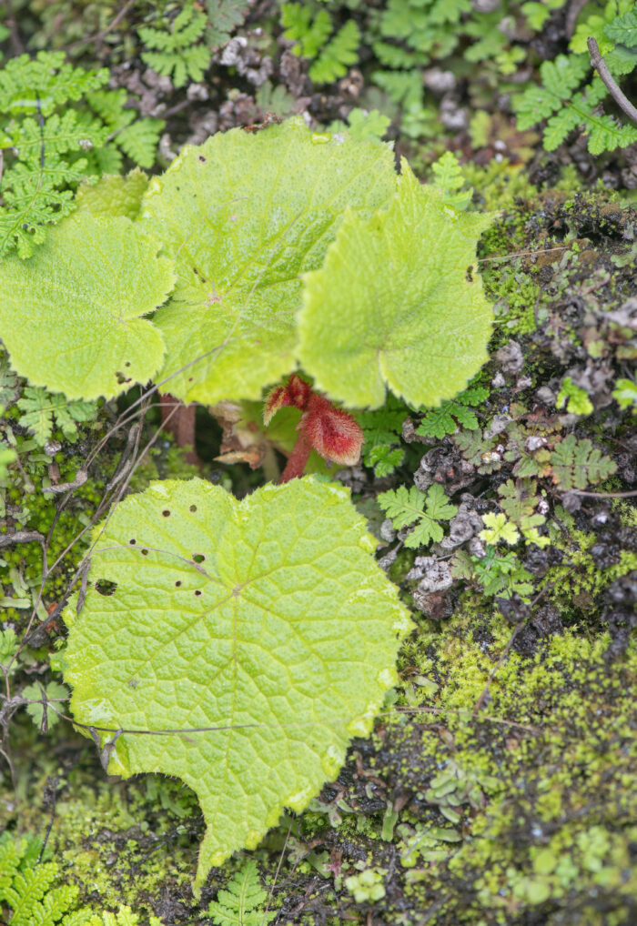 Sikkim plant (Begonia)
