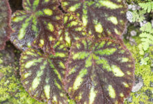Painted Leaf Begonia (Begonia picta)