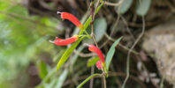 Aeschynanthus micranthus