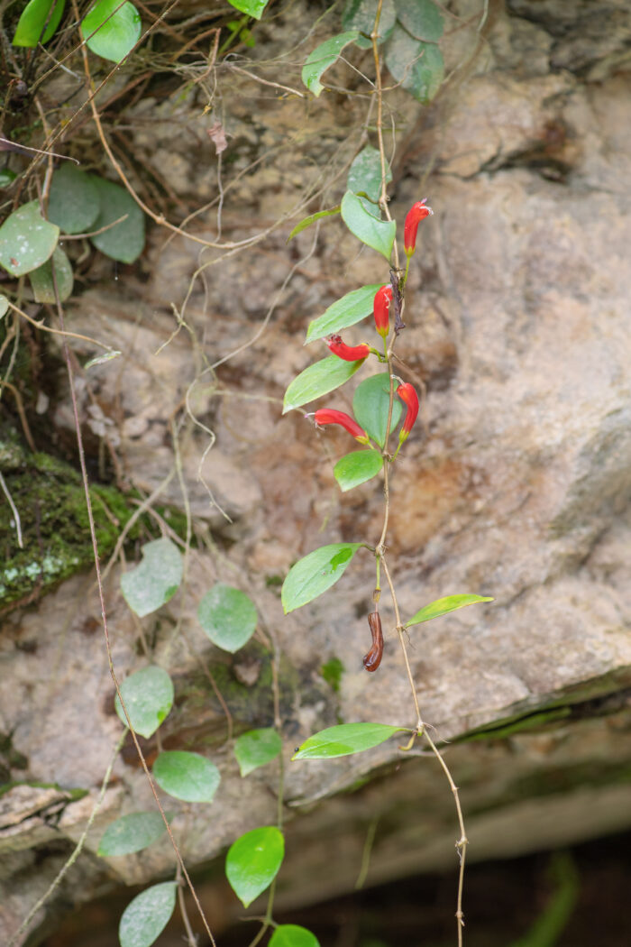 Aeschynanthus micranthus