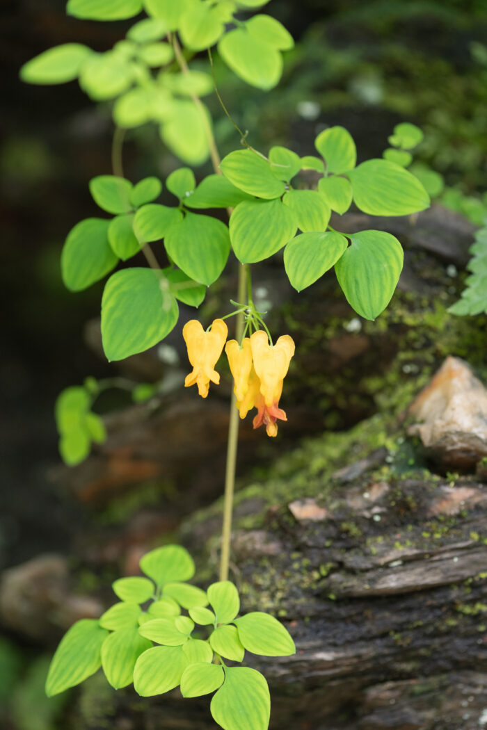 Sikkim plant…</p><hr class=