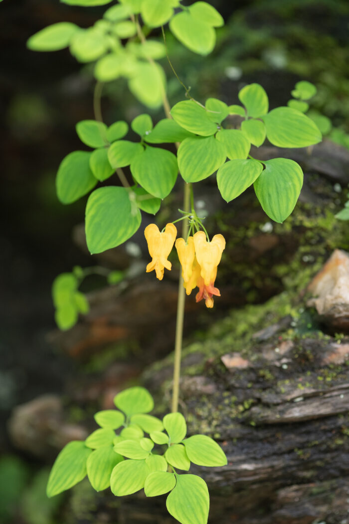Sikkim plant (Dactylicapnos)