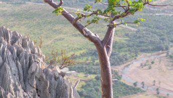 Socotra Star-Chestnut (Sterculia africana socotrana)