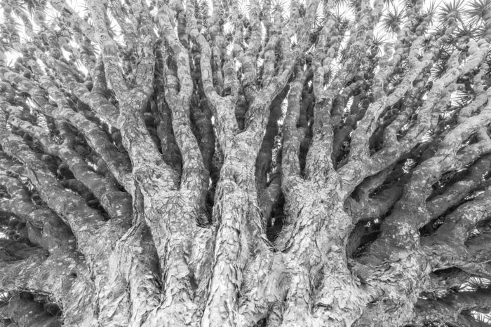 Dragon Blood Tree (Dracaena cinnabari)
