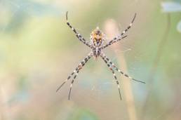 Argiope sector