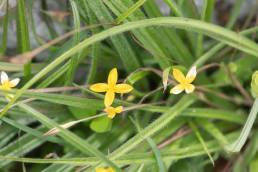 Narrow Stargrass (Hypoxis angustifolia)