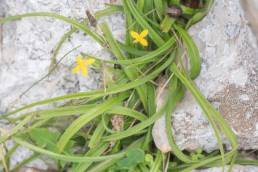 Narrow Stargrass (Hypoxis angustifolia)