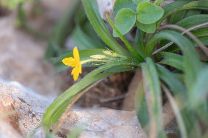 Narrow Stargrass (Hypoxis angustifolia)