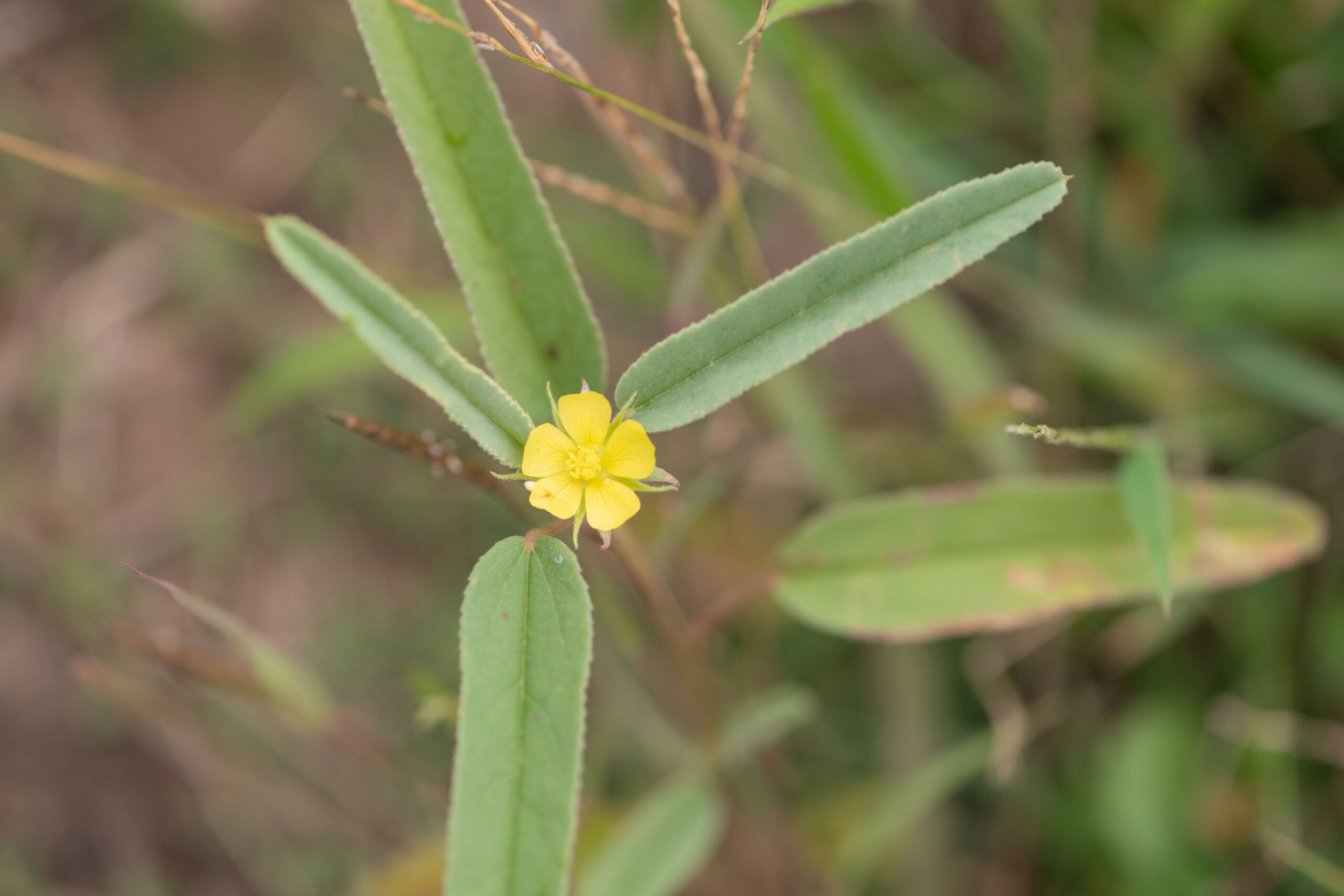 Socotra plant (Sida)