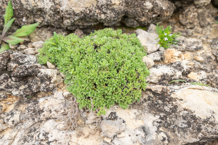 Socotra plant
