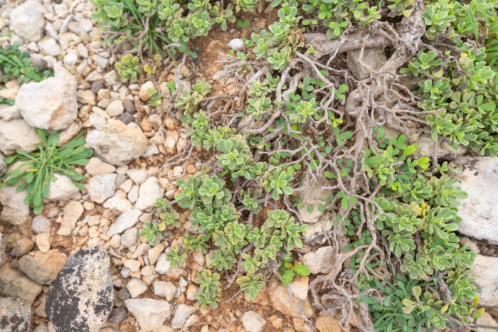 Socotra plant