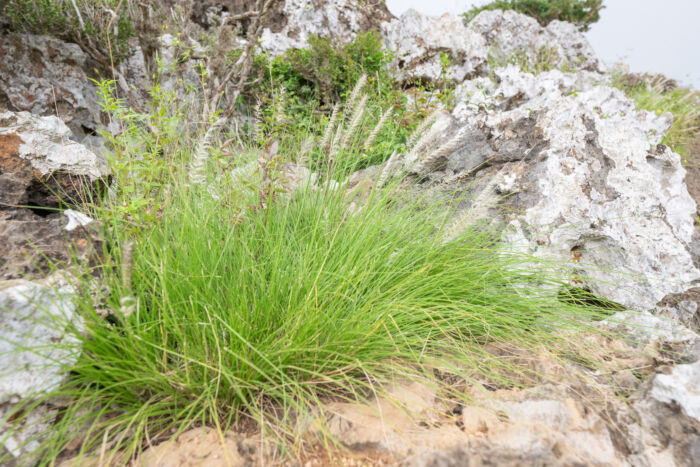 Socotra plant (Poaceae)