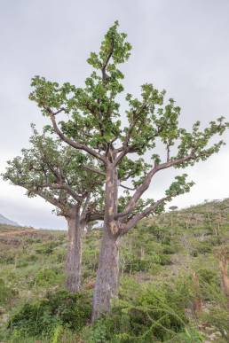 Socotra Star-Chestnut (Sterculia africana socotrana)